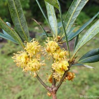 Actinodaphne stenophylla Thwaites